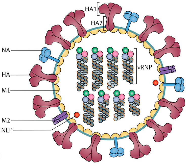 Состав гриппа. Структура вириона гриппа. Схема строения вириона вируса гриппа. Схематическая структура вируса гриппа. Структура вириона вируса гриппп.